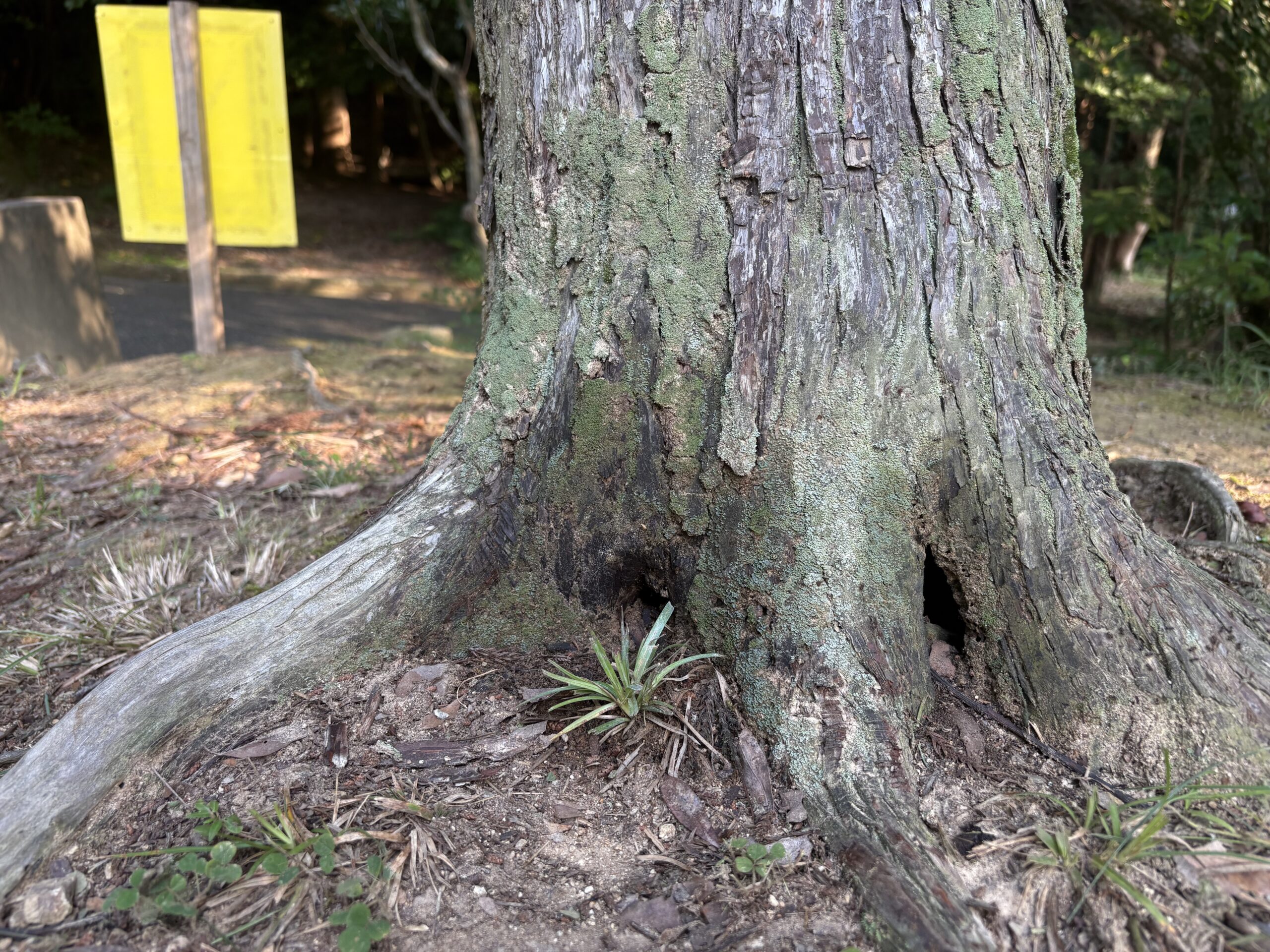 Title: お気をつけて🐝 | Press-145 | Image No.3 | 公園管理共同事業体 三和土 | タタキ | 山口県下関市都市公園管理 | 有限会社 浜田造園 | 有限会社 規周園 | 株式会社 造園 堀