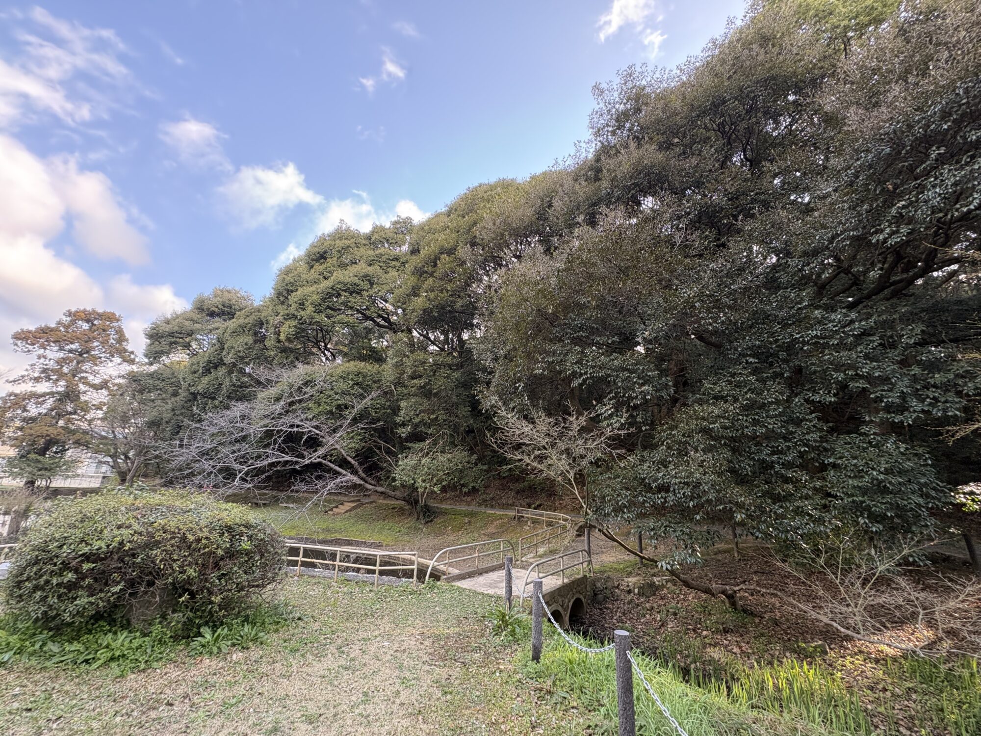 Title: 枝降ろし剪定🌳 | Press-282 | Image No.3 | 有限会社 浜田造園