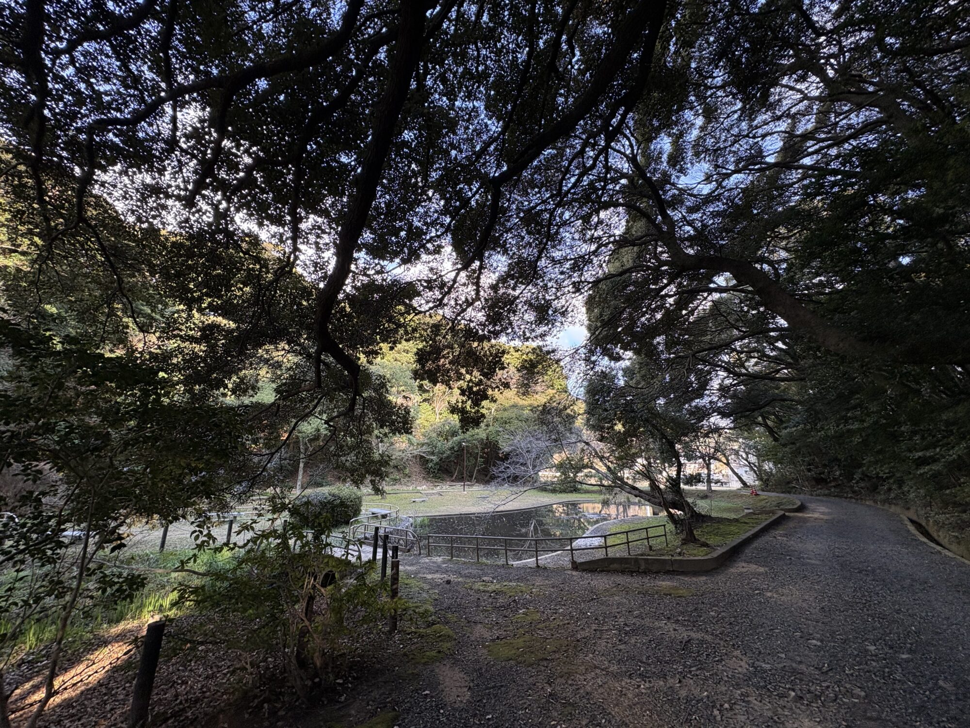 Title: 枝降ろし剪定🌳 | Press-282 | Image No.5 | 有限会社 浜田造園