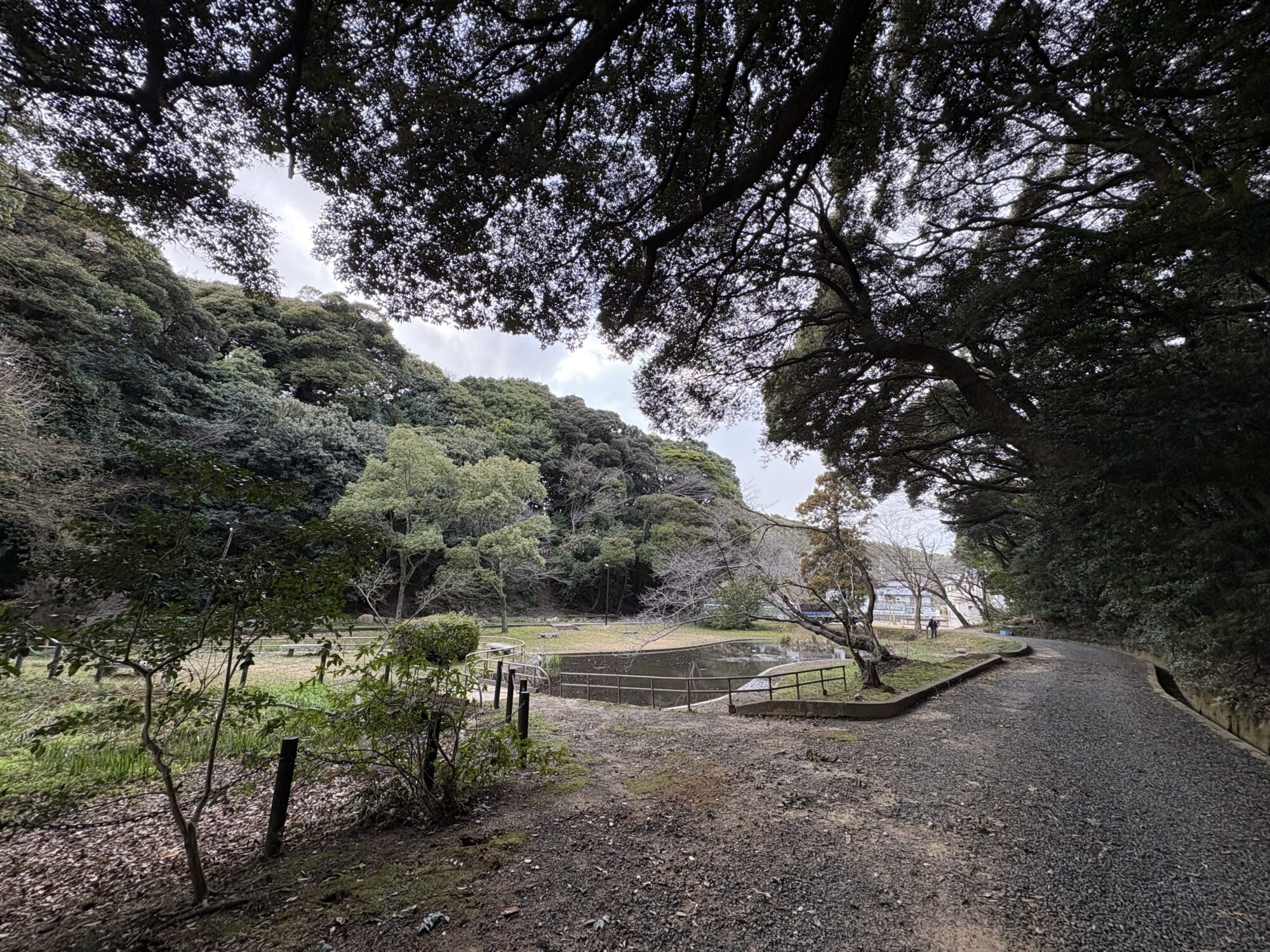 Title: 枝降ろし剪定🌳 | Press-282 | Image No.6 | 有限会社 浜田造園