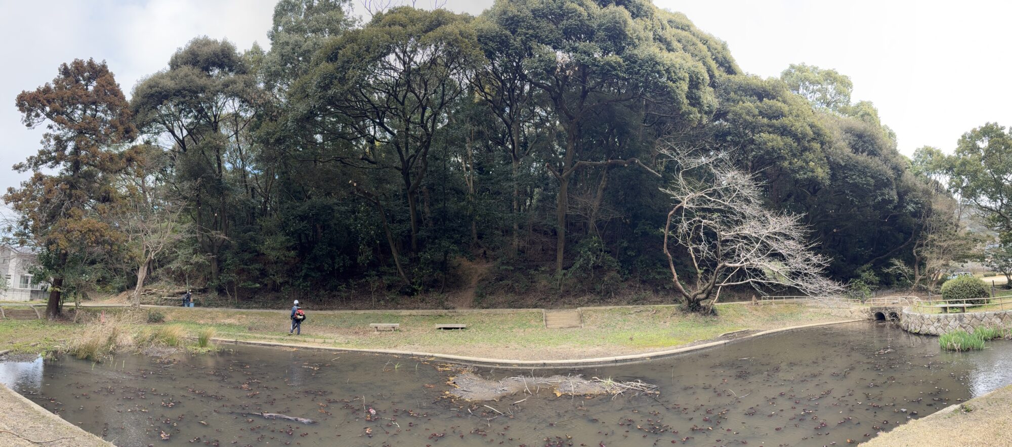 Title: 枝降ろし剪定🌳 | Press-282 | Image No.2 | 有限会社 浜田造園