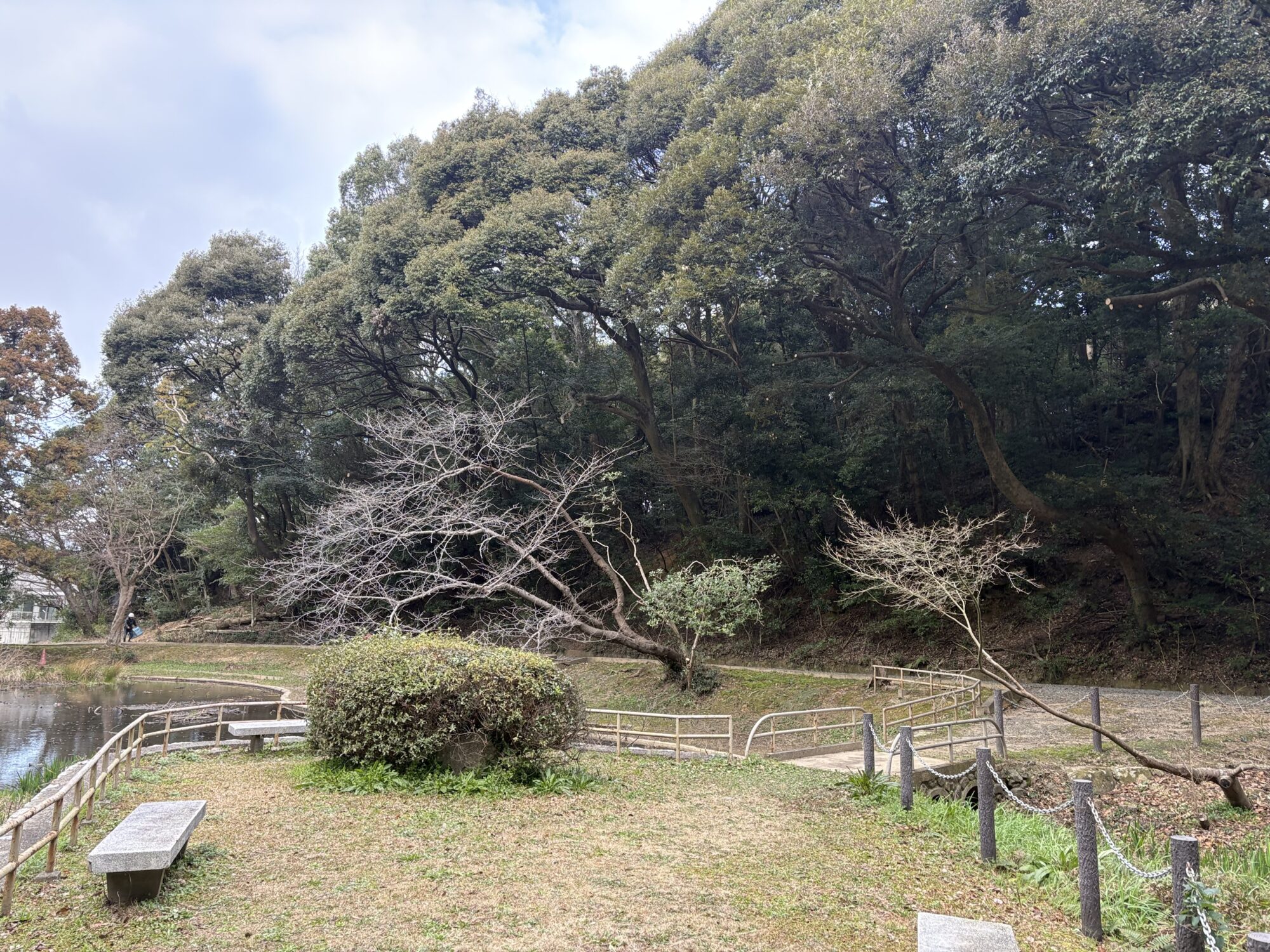 Title: 枝降ろし剪定🌳 | Press-282 | Image No.4 | 有限会社 浜田造園