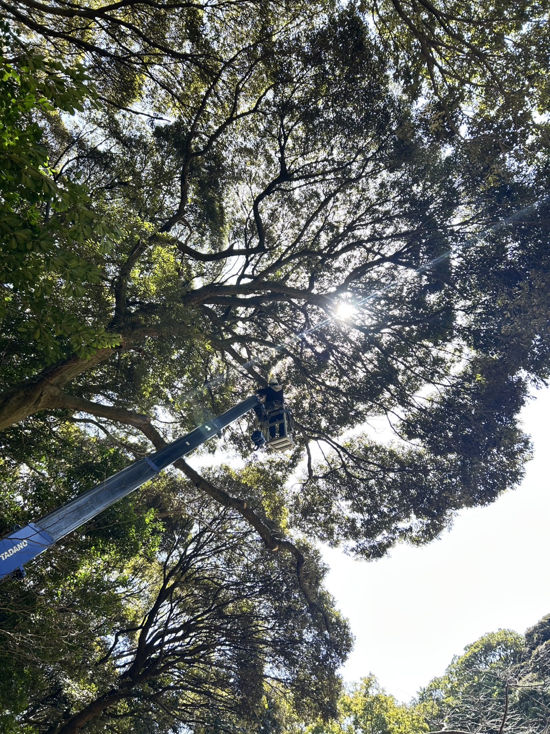 Title: 枝降ろし剪定🌳 | Press-282 | Image No.7 | 有限会社 浜田造園