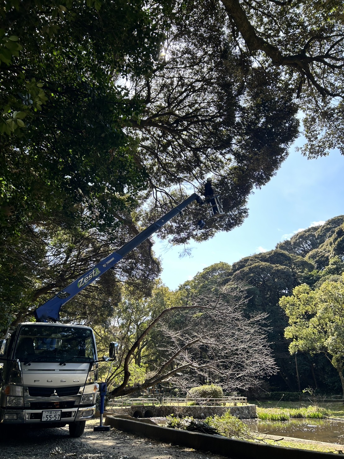 Title: 枝降ろし剪定🌳 | Press-282 | Image No.9 | 有限会社 浜田造園