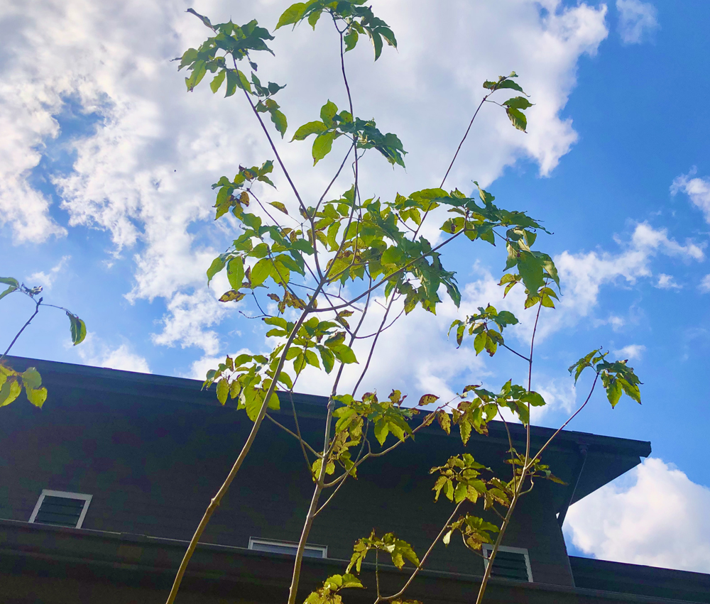 施工への想い 02 | 有限会社 浜田造園 | 山口県下関市の造園業 | 庭木植木販売 | 植栽 | 石造